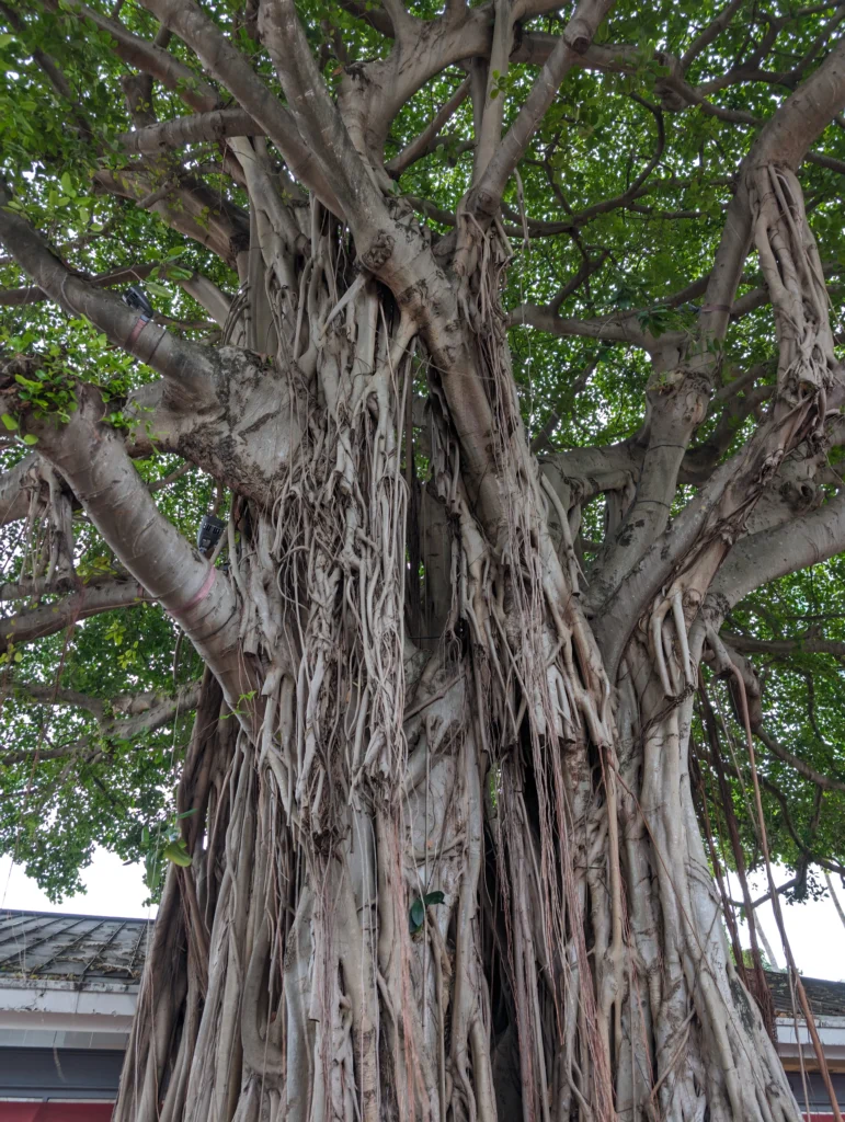 Großer Banyan Tree mit Luftwurzeln im Bayside Marketplace in Miami