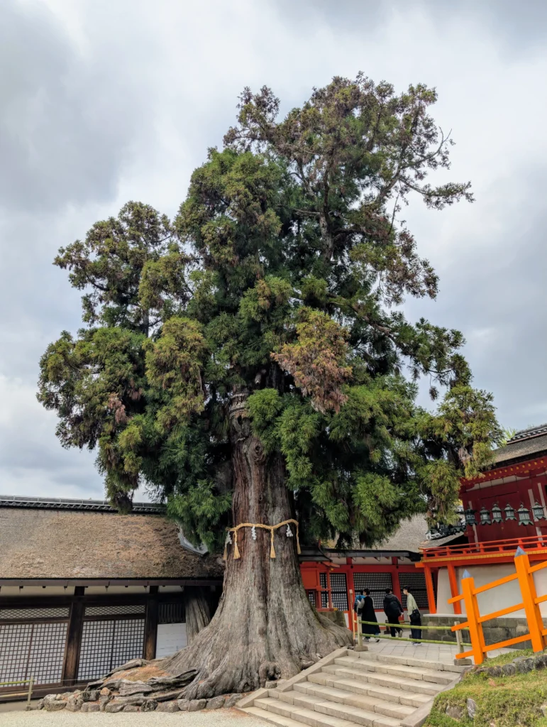 Großer heiliger Baum mit Shimenawa-Seil am Kasuga-Taisha Schrein