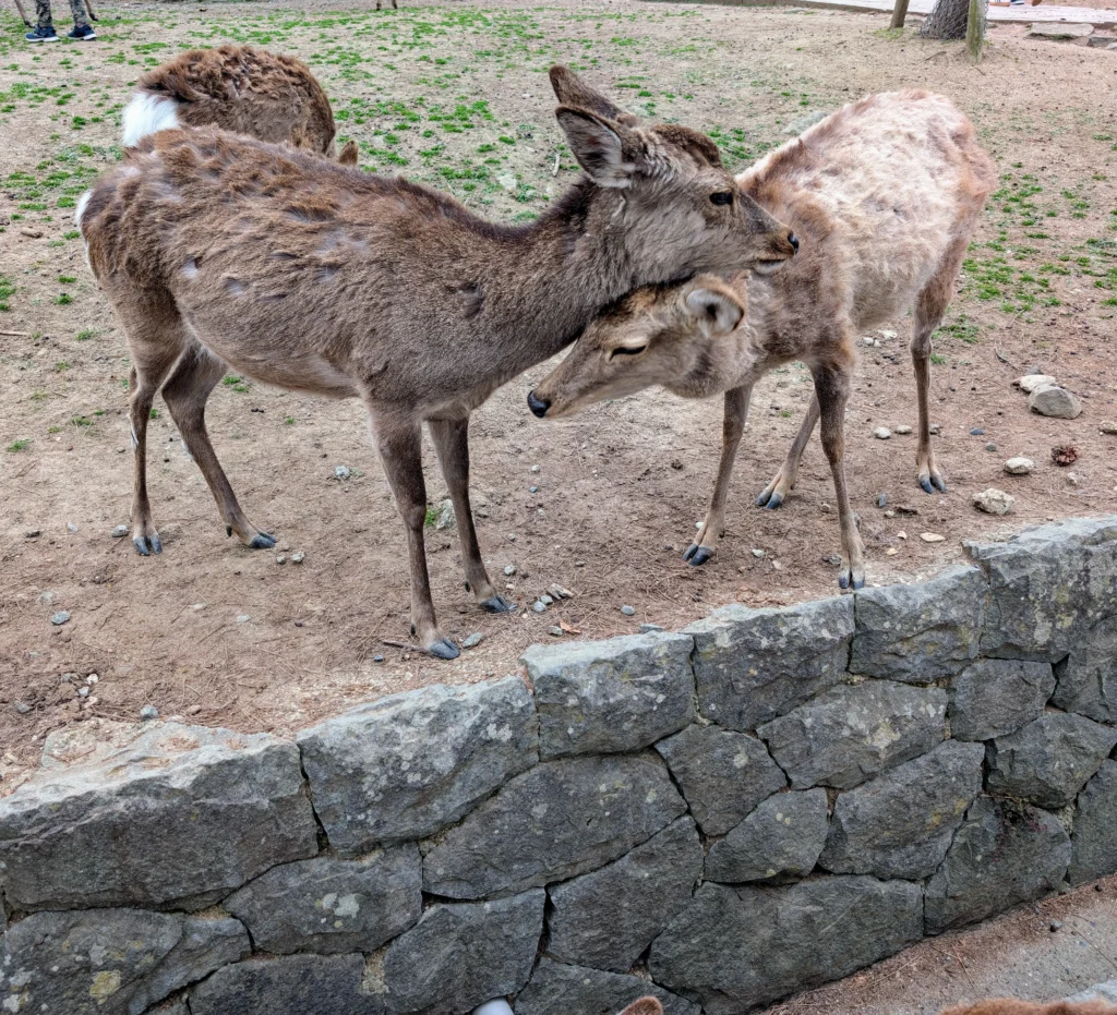 Zwei Rehe im Nara Park in Japan