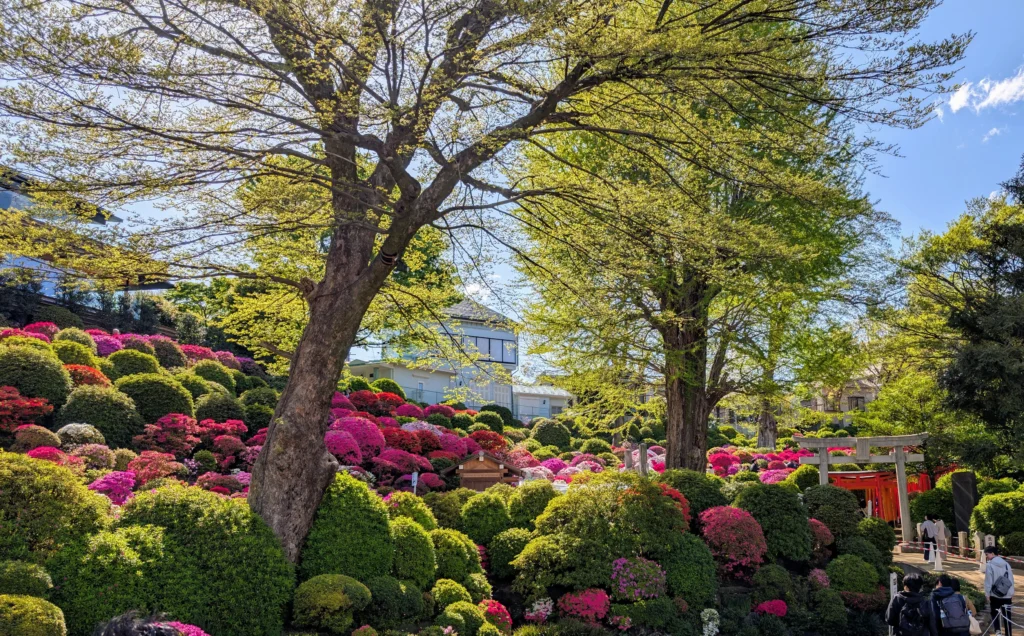 Blühender Azaleenhügel im Nezu-Schrein in Tokio mit roten Torii-Toren